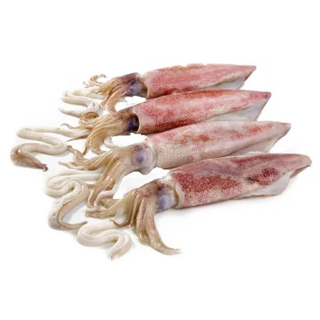 Best Quality 100% Export Oriented Custom Packaging Wholesale Price Fresh Frozen Ilex Squid Export From Indonesia