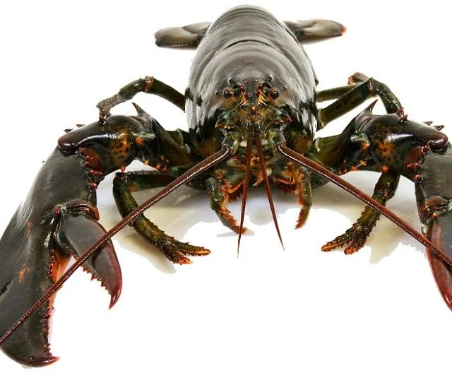 wholesale frozen lobster / frozen lobster tail / fresh live