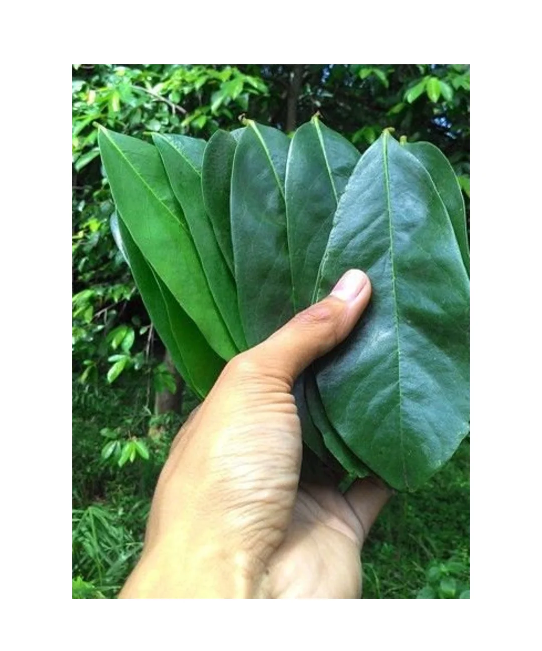 Cheap Price For Export Vietnam Dried Soursop Leaf Dried Graviola Fruit Leaves For Tea Buy Dried Soursop Leaves Vietnam Dried Graviola Leaf For Tea Natural Herb Graviola Leaf Product On Alibaba Com