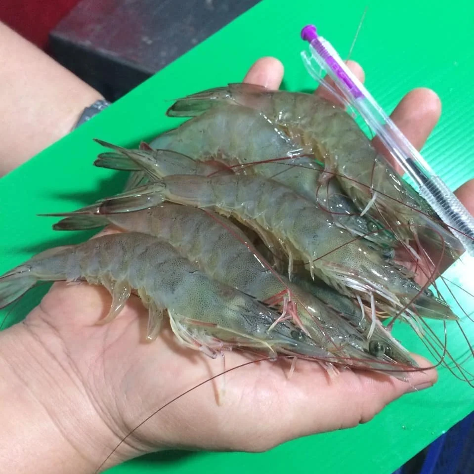 Prawns Shrimps Black Tiger Vannamies Shrimp Frozen Red Prawns Raw Peeled Wild Shrimps Buy Frozen Small Shrimp Organic Shrimp Canned Shrimp Product On Alibaba Com