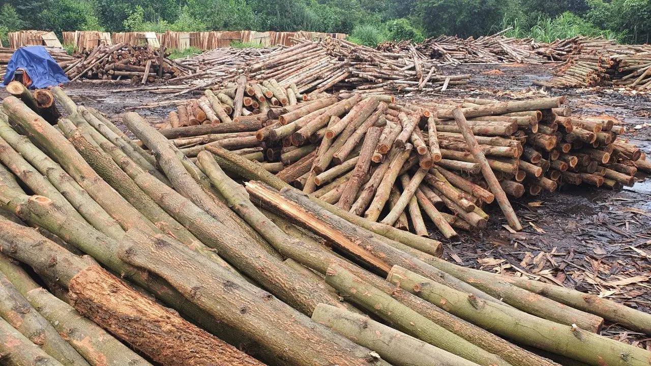 Acacia Wood Veneer Engineered Wood Veneer Sheet Of The Highest Caliber