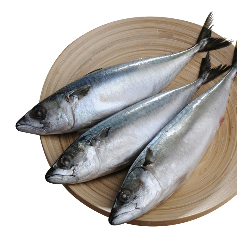 frozen mackerel atlantic mackerel (scomber scombrus) - buy