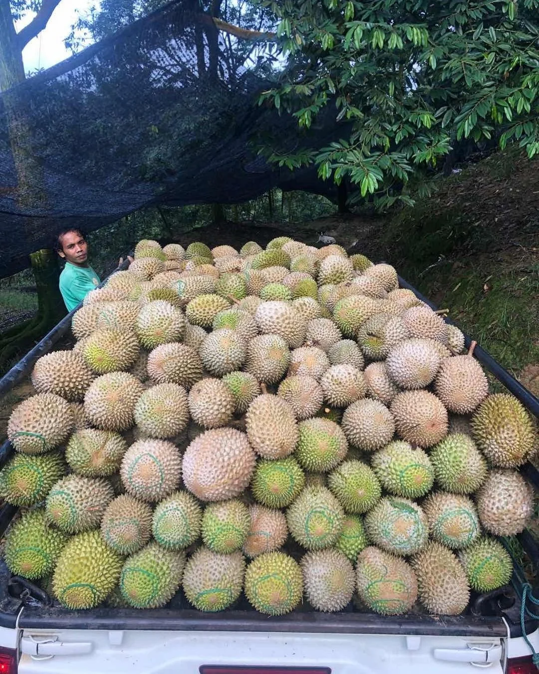 Yellow And Green Quality Durian On Sale Buy Fresh Durian Fruit For Sale Frozen Durian Durian Seeds For Sale Product On Alibaba Com