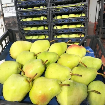 Premium grade Fresh Green Pear In Whole Sale price