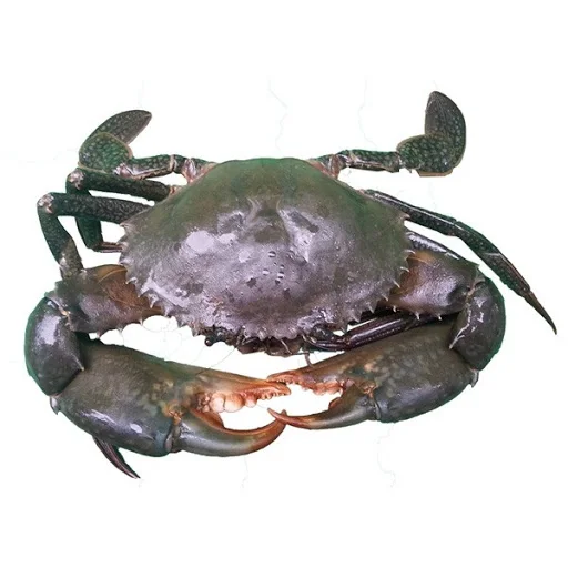 factory frozen seafood swimming crab blue crab - buy frozen king