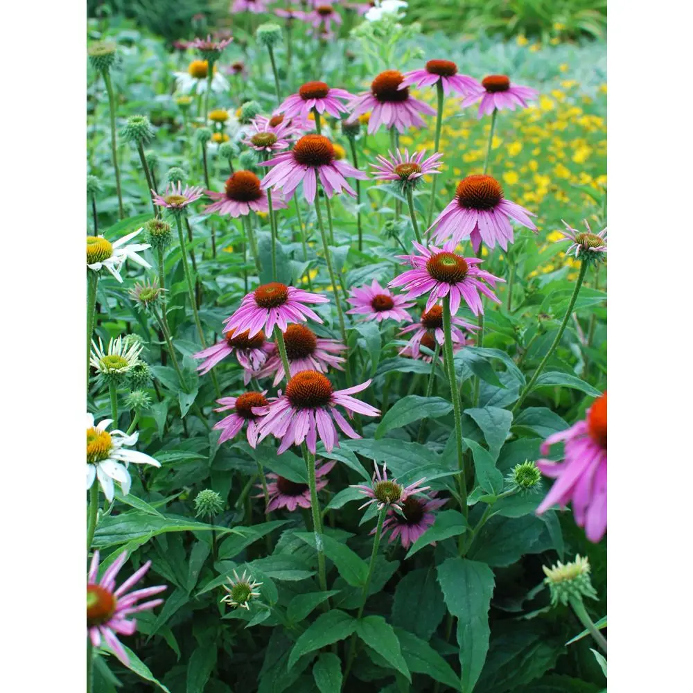 エキナセアp マグナス コネフラワー 多年生 サイズ 1コンテナ 紫の花 Buy 多年生 ライブプラント 開花植物 Product On Alibaba Com