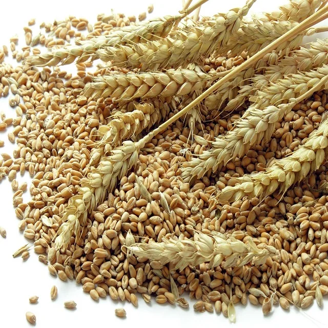 Пшеничные зерна согласование. Изделия из мягкой пшеницы. Красное зерно пшеницы. Корм пшеничный. Хлопья из зерна пшеницы.
