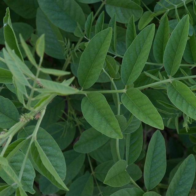 made in italy anti-inflammatory tonsillary and anti-ulcer