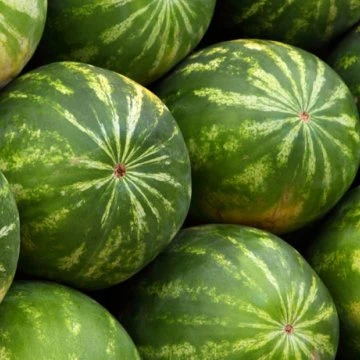 top grade fresh watermelon natural color for market wholesale