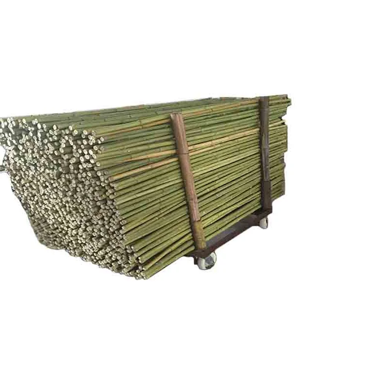 Beste Prijs Ruwe Bamboe Pole Uit Vietnam Voor Frames Gold Data - Buy Goedkoop Vietnam Bamboe Pole Materialen,Goedkoop Vietnam Bamboe Riet Materialen,Goedkoop Vietnamese Tam Vong Bamboe Polen Materialen Product on