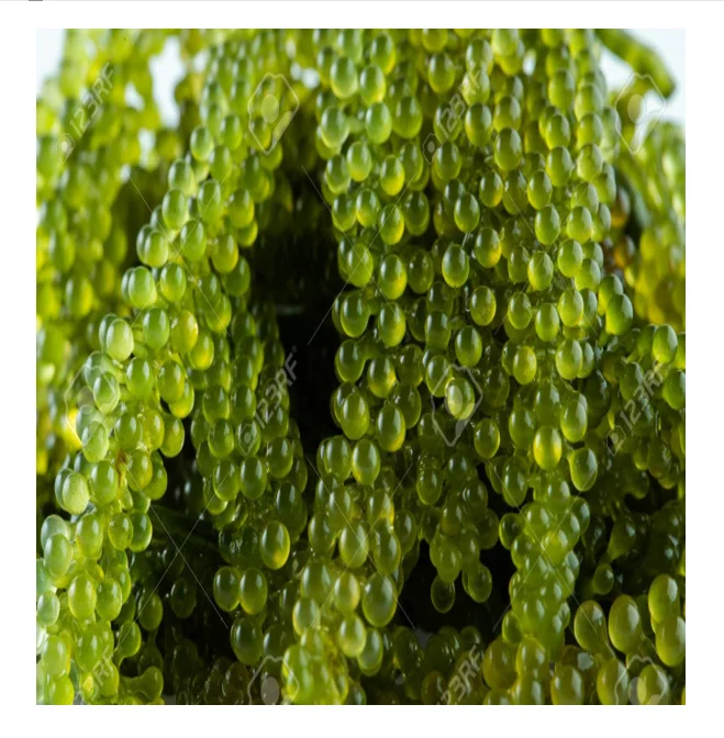 Vietnamese Sea Grapes With Much Fiber And Vitamin For Delicious Dishes Dehydrate Seagrapes Buy Dehydrated Sea Grapes Dried Sea Grapes Sea Grapes Seaweed Sea Grape Sea Grapes Seaweed Sea Grape Tablets Sea Grape Algues Sea Grapes Cheap