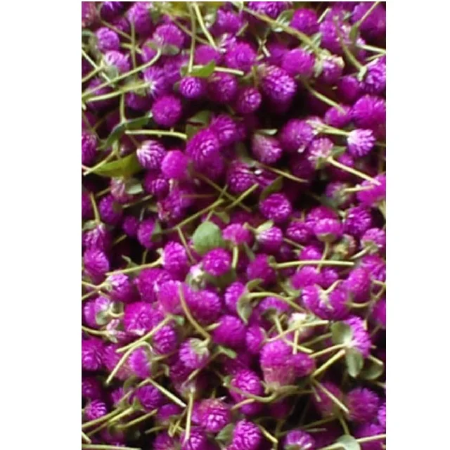 Flores Bonitas Para Decoración De Plantas,Flores Frescas Y Sueltas De Larga  Duración,Vadamalli,Color Morado,Venta Al Por Mayor - Buy Venta Al Por Mayor  De Larga Duración Fresco Amaranto Solteros Botón De Hermosas Flores