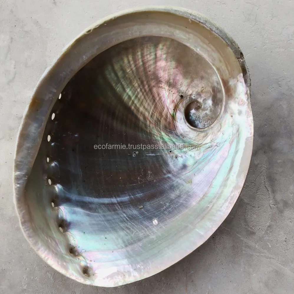 Blue Abalone Natural Raw Clean Dry Paua Shells Piece Competitive Large