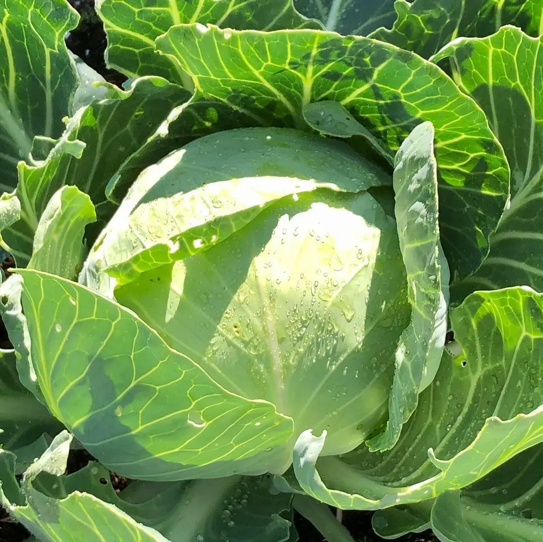 bulk chinese mesh bag fresh white round cabbage - buy frozen