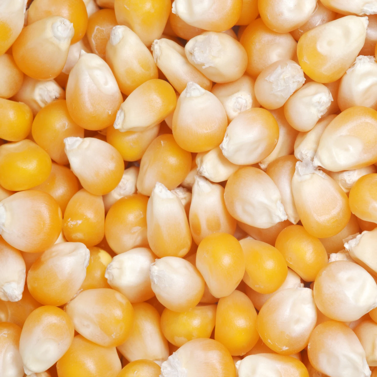 frozen popcorn kernels