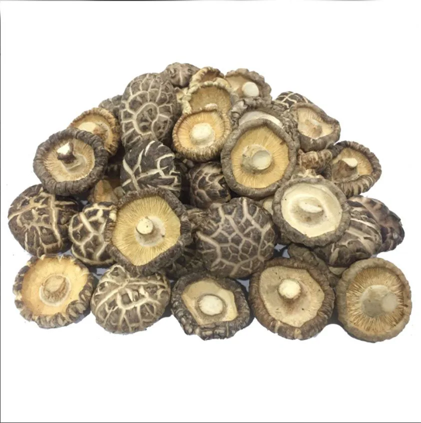100% Natural Dried Fresh Morel cultivate mushroom Price / morchella esculenta for sale