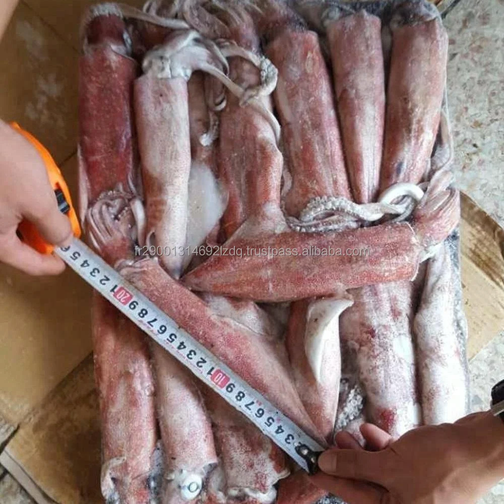 squid l.jpg