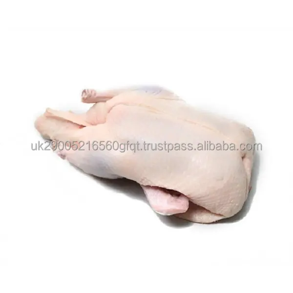 duck1.jpg