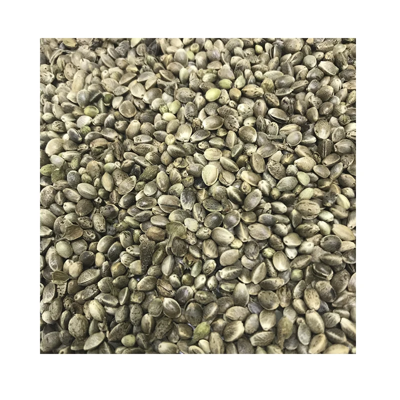 100% Natural Hemp Grain High Quality Wholesale From Manufacturer Low Price