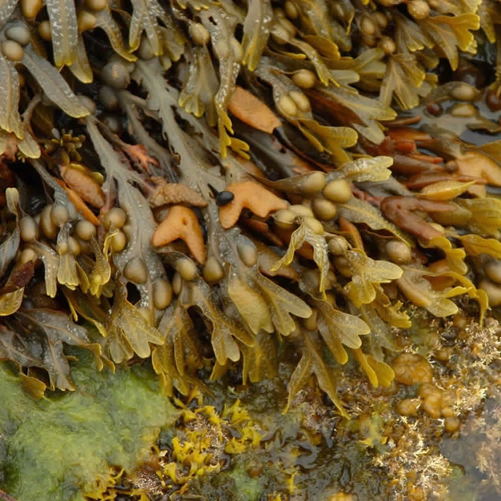 dried sargassum seaweed with big leaves from vietnam timely