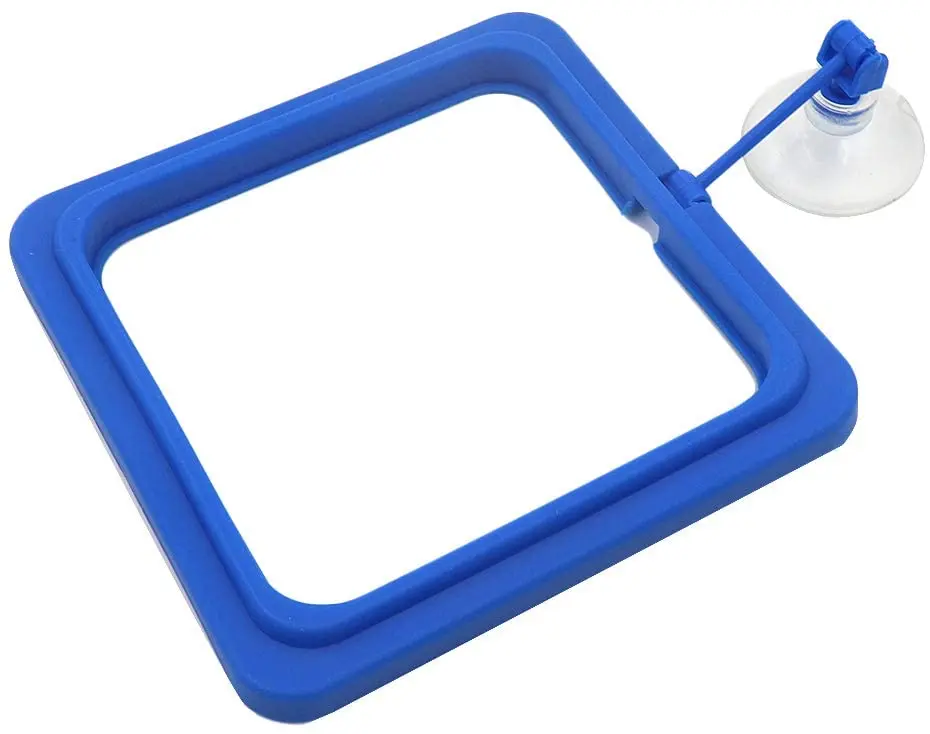betta fish feeding ring