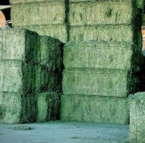 Alfalfa Hay / Timothy Alfafa Hay / Rhode Hay For Sale Buy Rhodes