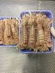 Замороженные мантис креветки индонезийские