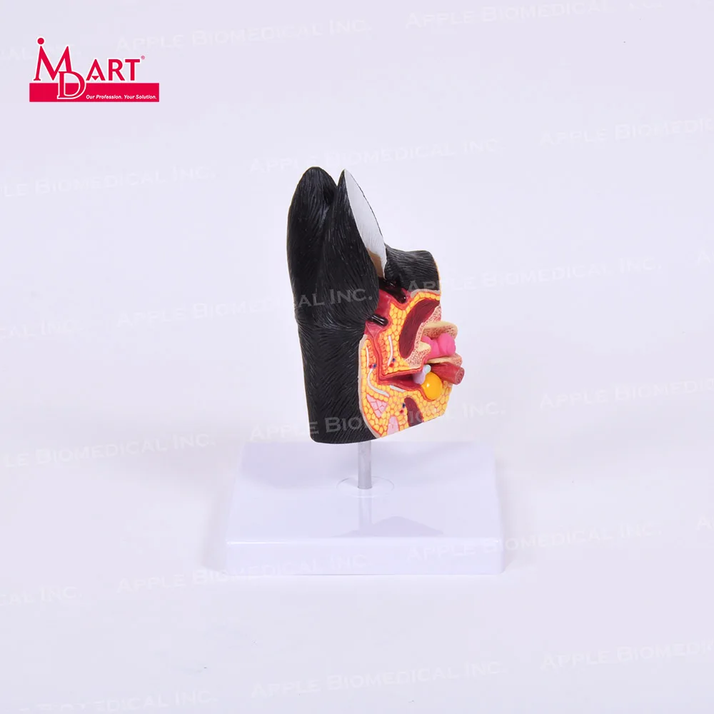 Распродажа образцов здоровых моделей canine ear с воспалением в разных местах