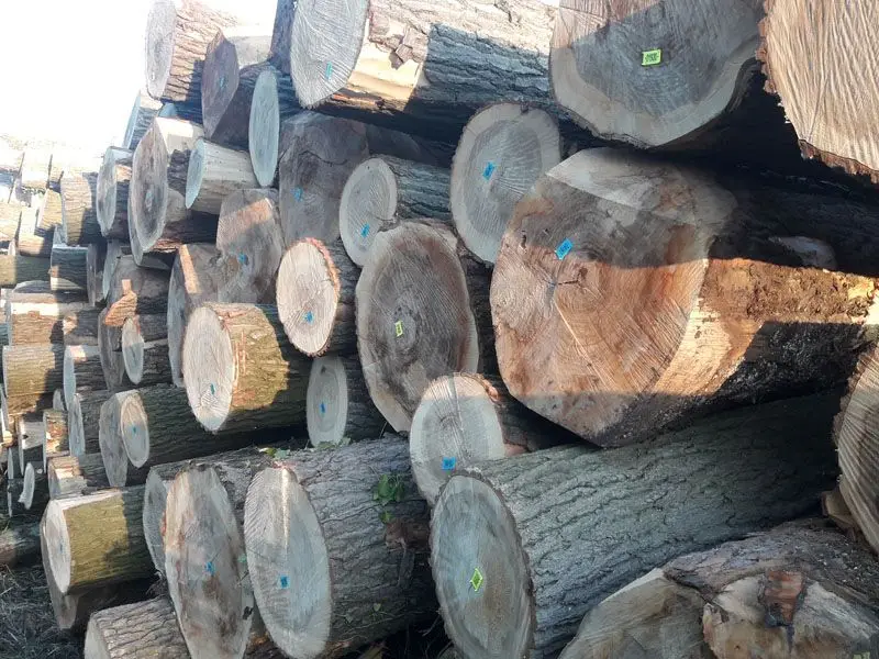 Poplar Veneer Logs, 80+ cm
