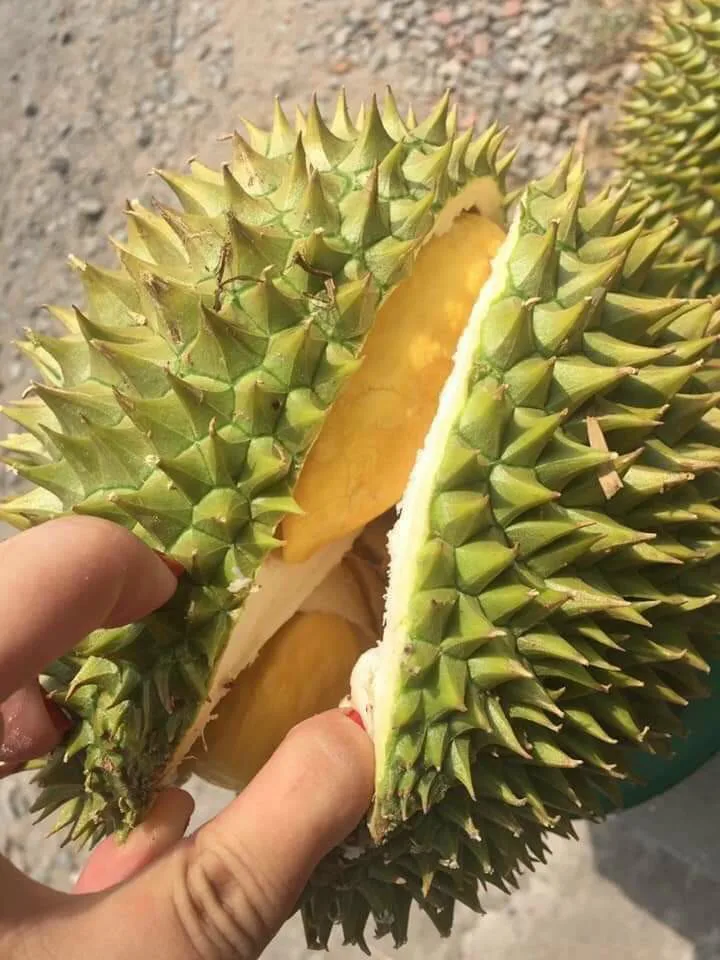 Clean Durian Fresh Yellow Durian Export Standards // Daisy +84