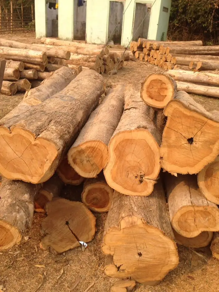 Teak Round Wood Original From Laos Very Cheap Price Buy Teak Wood For