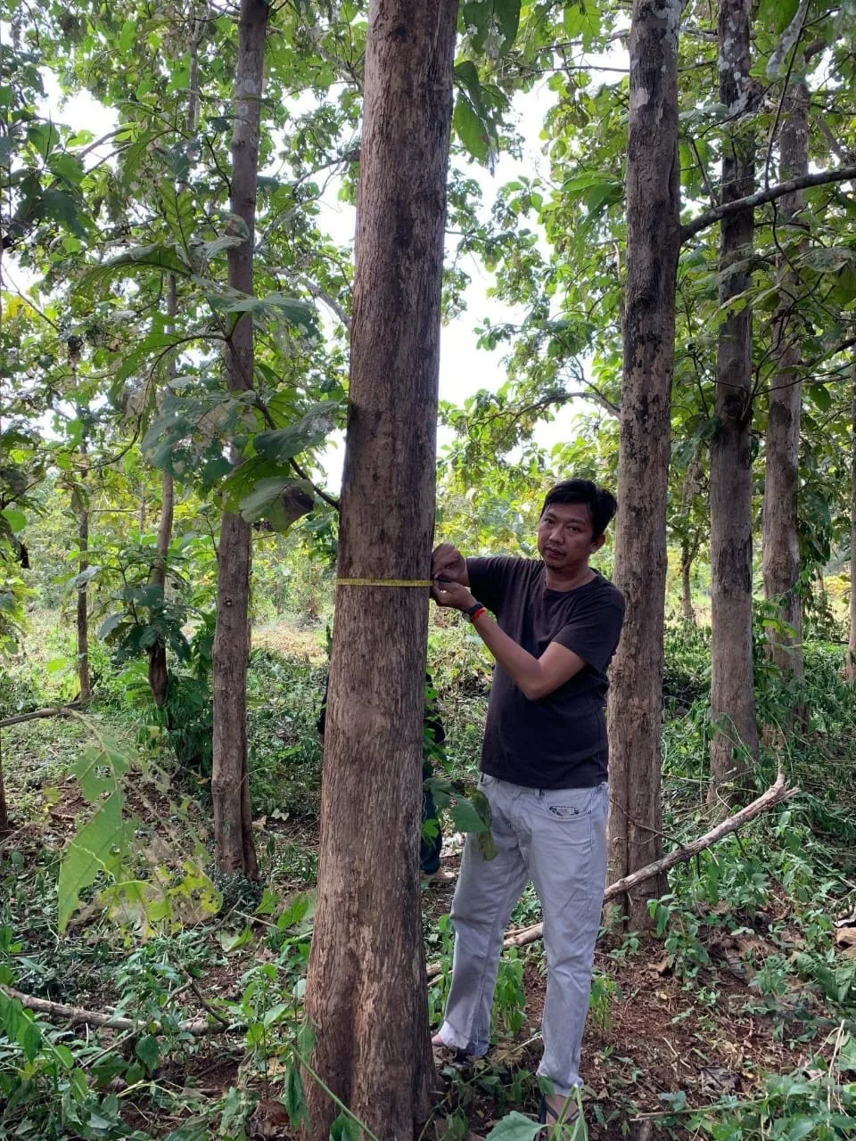 Teak Round Wood Original From Laos Very Cheap Price Buy Teak Wood For