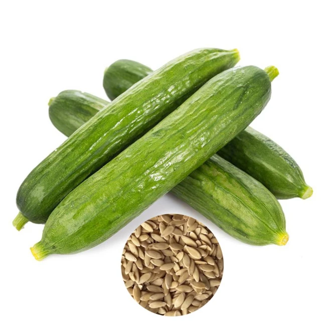 High Quality Cucumber Fresh In Bulk Price 100 Organic Vegetable