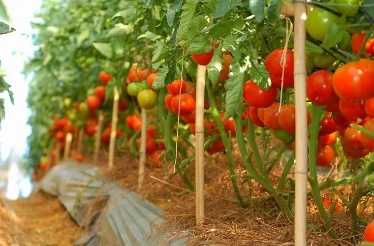 Fresh Oganic Tomatoes Will Be Available In A Variety Of Specifications