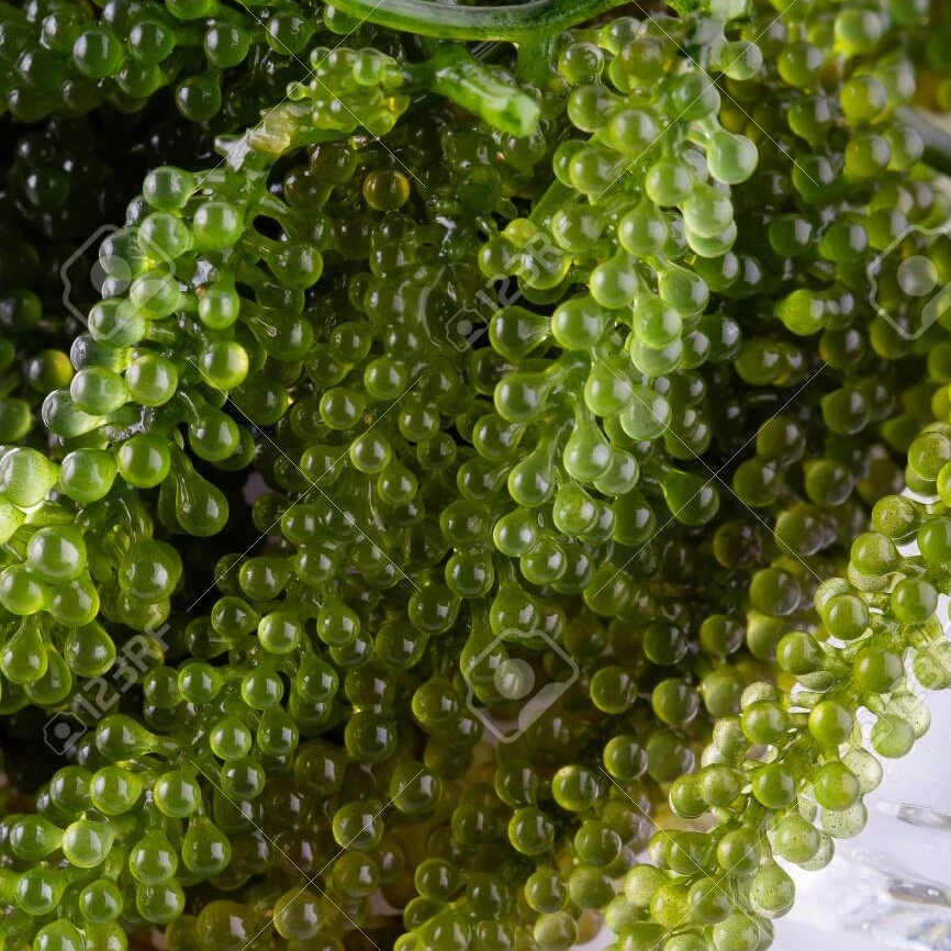 DEHYDRATED SEA GRAPES WITH BEST PRICE FROM VIETNAM / Amber +84383004939
