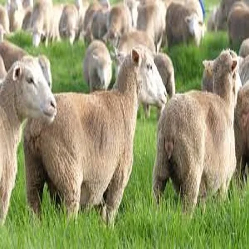 Better Protein 18-24% Palm Kernel Cake Animal Feed Manufacturer for Chicken Cow Goat Pig Fish Afipsky Krasnodar Krai Russia