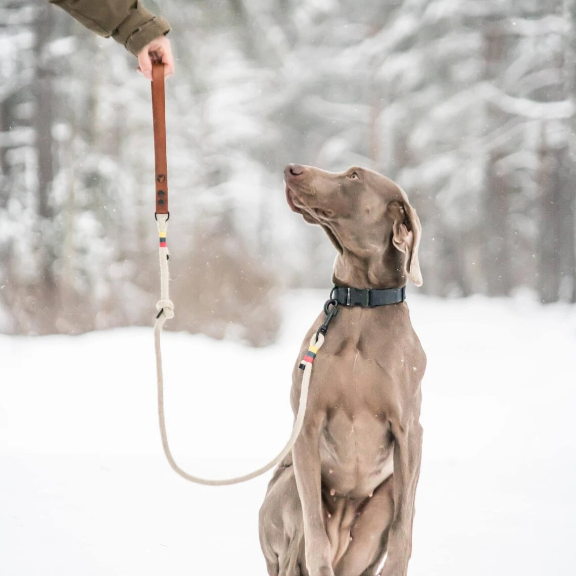 do dogs have different accents