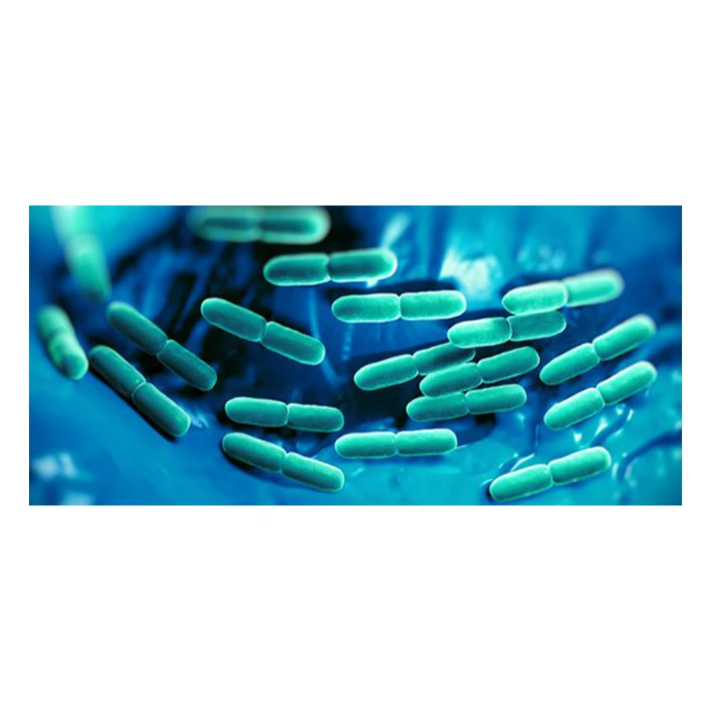 bulk supply good quality lactobacillus rhamnosus probiotics