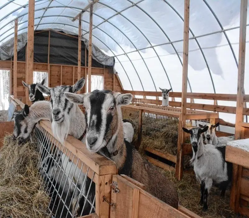 Live Boer Goat Fowl for sale