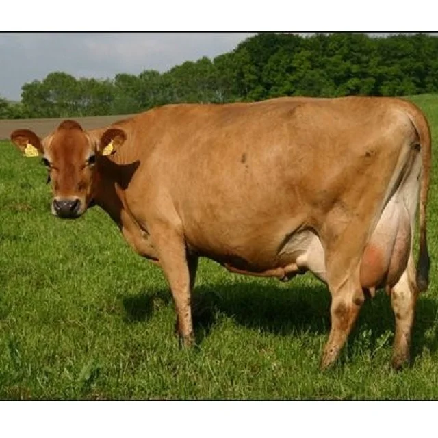 Healthy Pregnant Jersey Cattle Pregnant Holstein Heifer For Sale Buy Dairy Cattle For Sale Product On Alibaba Com