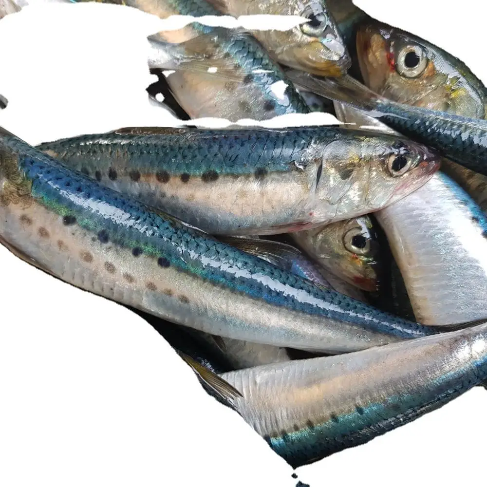 frozen pacific sardine fish whole round