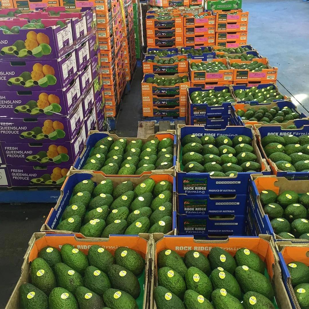 AVOCADO FRESH / Aguacate / PALTA FUERTE Fresh Tropical & Sub-Tropical Fruit-Grade a Dark Green Skin 5kg