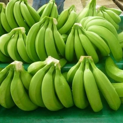 Whole Fresh Sweet Cavendish Bananas-Grade a Green Color ISO Certified French Origin 20kg for Sale