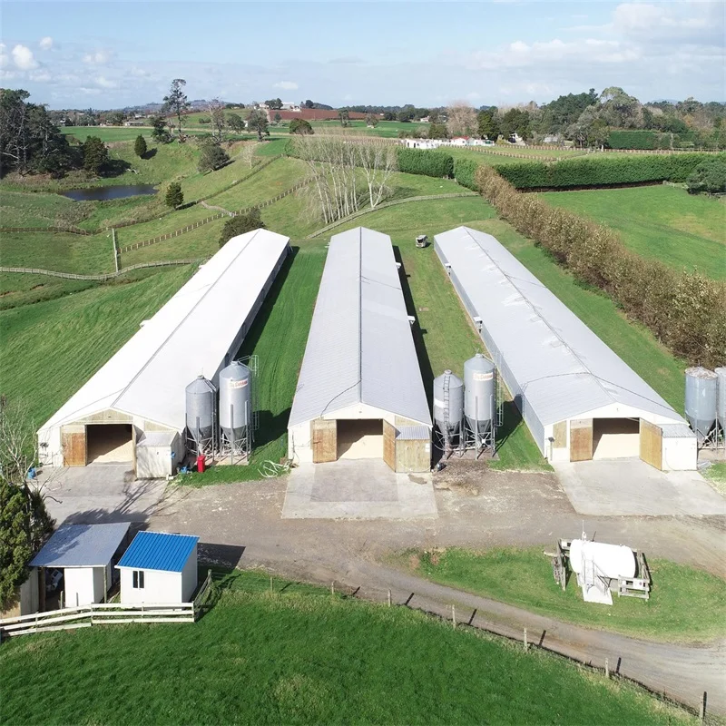 Low Cost Customized Commercial Steel Structure Broiler House Poultry Farm Chicken Building