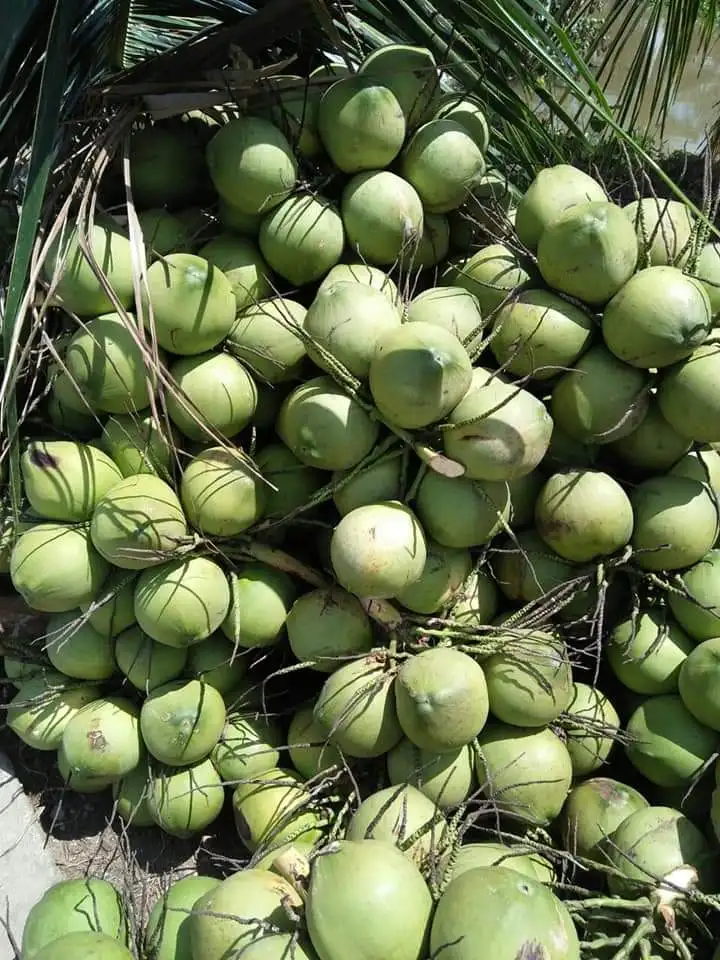 Fresh Coconuts Buy Fresh Coconuts For Sale,Dedicated Coconut,Fresh