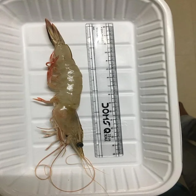 Vannamei Shrimp / 2021 New Product Fresh Whiteshrimp Prawns / Frozen