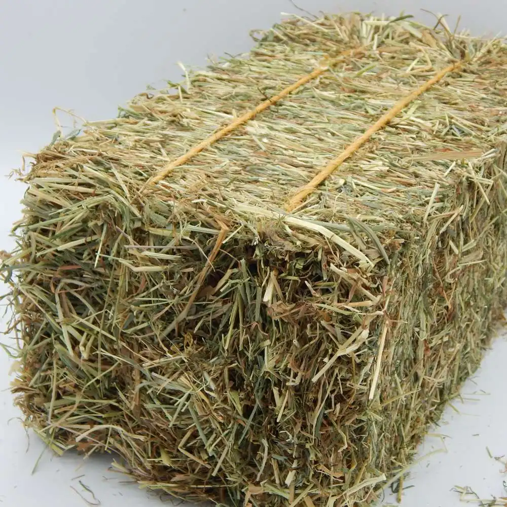 Gloed onpeilbaar Netelig Quality Alfalfa Hay / Lucerne Hay For Sale - Buy Alfalfa Hay For Sale,Alfalfa  Hay And Cubes,Alfalfa Hay Bales For Sale Product on Alibaba.com