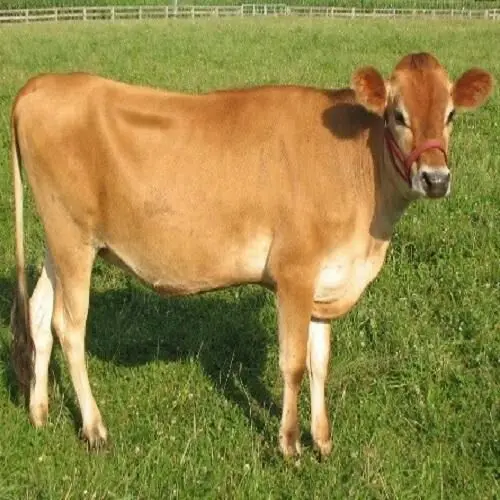 Jersey Cow Buy Jersey Cow For Sale Silver Cow Gold Cow Product On Alibaba Com