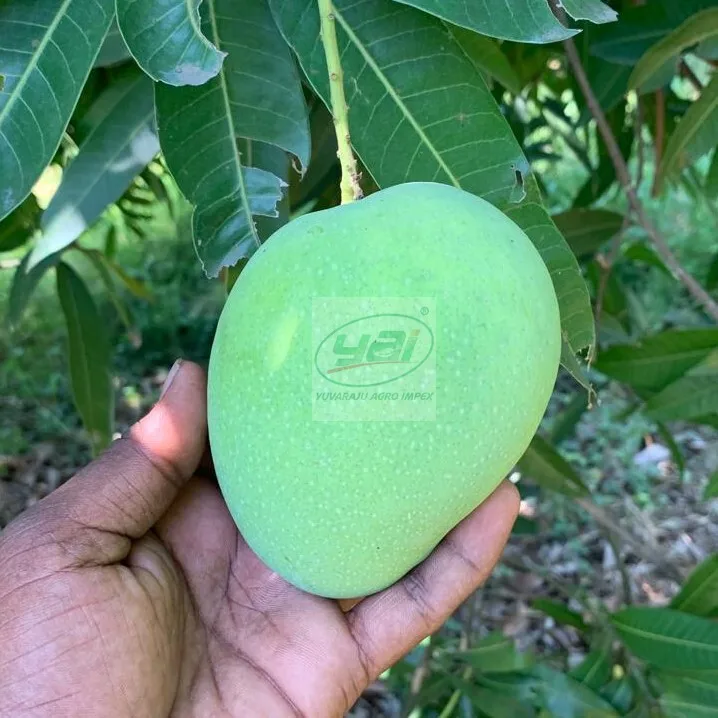 Fresh Natural High Quality Banganapalli Mango Export From India To