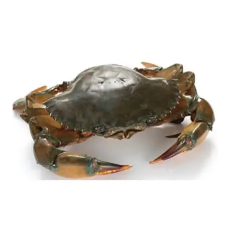 Kepiting Lumpur Air Tawar Hidup Kepiting Buy Hidup Raja Kepiting Rusia King Crab Raja Kepiting Untuk Dijual Product On Alibaba Com Kepiting Lumpur Air Tawar Hidup Kepiting Buy Hidup Raja Kepiting Rusia King Crab Raja Kepiting Untuk Dijual Product On Alibaba Com